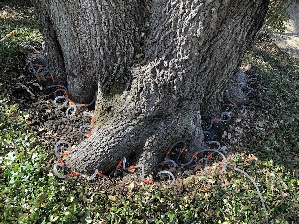 Detailed Tree Cabling and Bracing job site in Ainsworth