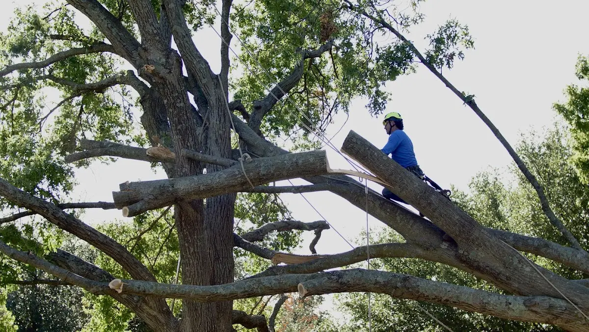 Professional Crown Thinning performed by certified arborists in Ainsworth