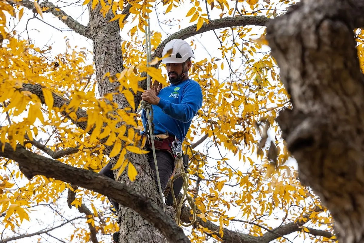 Skilled Tree Pruning crew working in Ainsworth