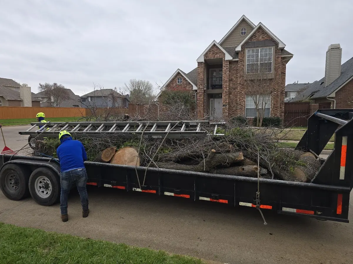 Expert Deadwooding with proper safety equipment in Ainsworth